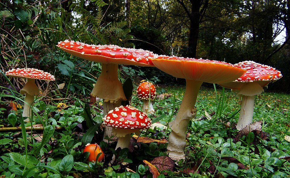 SONY DSC Amanita Muscaria: Psychedelic Mushroom Behind Flying Reindeer, Easter Egg Hunts & the Holy Grail