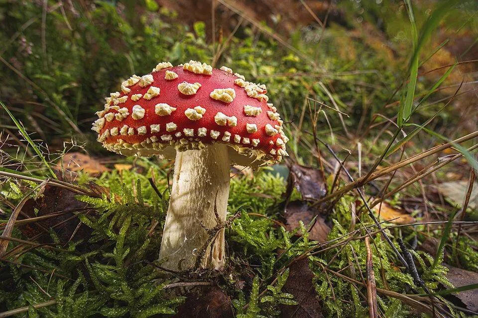 Amanita Muscaria: Psychedelic Mushroom Behind Flying Reindeer, Easter Egg Hunts & the Holy Grail